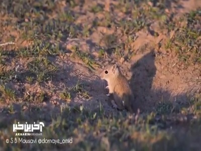 جرد لیبی و بچه کوچولوی آن در شنزارهای غرب کرخه