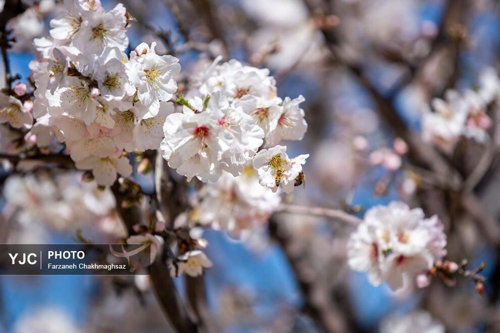 شکوفه‌های زیبای بهاری در مهارلو