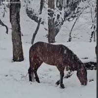 زندگی اسب ها در طبیعت برفی جنگل دالخانی 