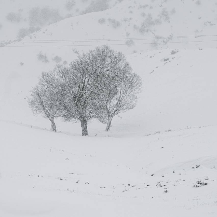 سرما به گلستان برمی‌گردد
