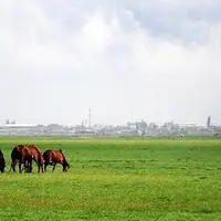  بازسازی ۵ هکتار از منابع طبیعی تخریب شده در زنجان