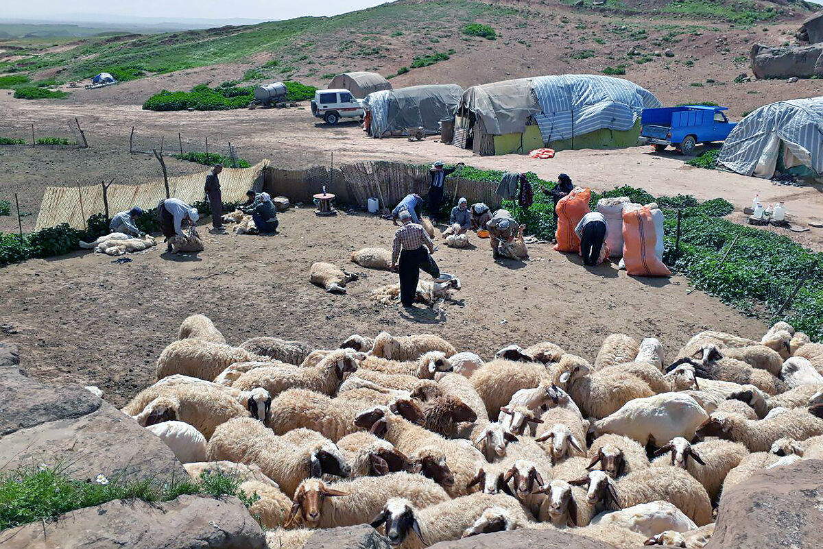 قول مساعد مسئولان ملی و استانی برای رفع مشکلات عشایر کرمانشاه