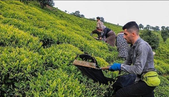 توزیع حدود 5 تن نهاده کشاورزی موردنیاز باغات چای در گیلان