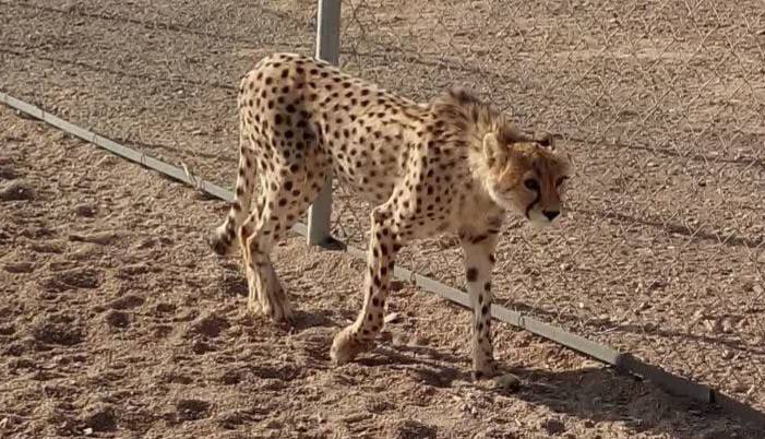 «دلبر» ویروس گرفته بود