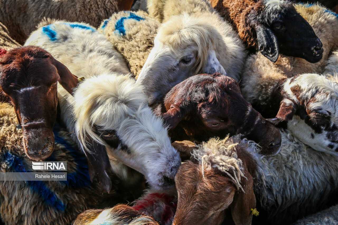 کشف ۱۲۲ رأس احشام قاچاق در سلطانیه