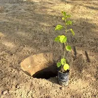 اقدام جالب دستگاه قضایی؛ غرس ۲۳ هزار اصله نهال به‌جای حبس