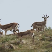  دوندگی عجیب بز کوهی روی صخره عمودی!