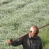 جشنواره گشنیز در سال ۱۴۰۴ در نهاوند برگزار می‌شود