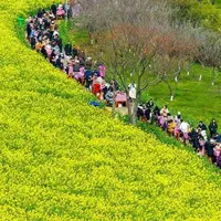 قدم زدن گردشگران در طبیعت بهاری مزرعه "کلزا" در "نانجینگ" چین