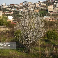 عکس/ در آستانه بهار؛ رویش شکوفه‌ها در مازندران