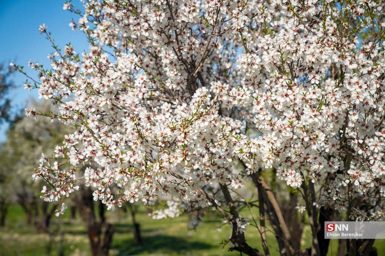 عکس/ شکوفه‌های بهاری مهارلو