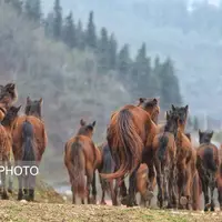 عکس/ اول فروردین روز جهانی جنگل