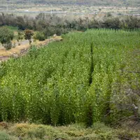 ۱۰۰ هزار اصله نهال توت در نهالستان ریخلان مریوان تولید می‌شود