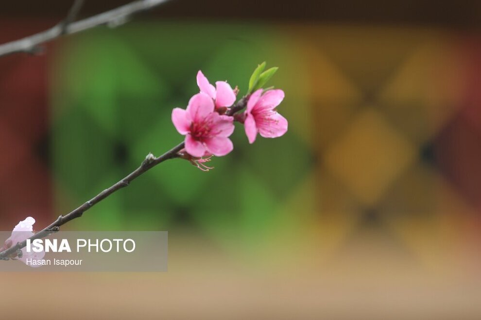 زیبایی شکوفه‌های بهاری در سوادکوه