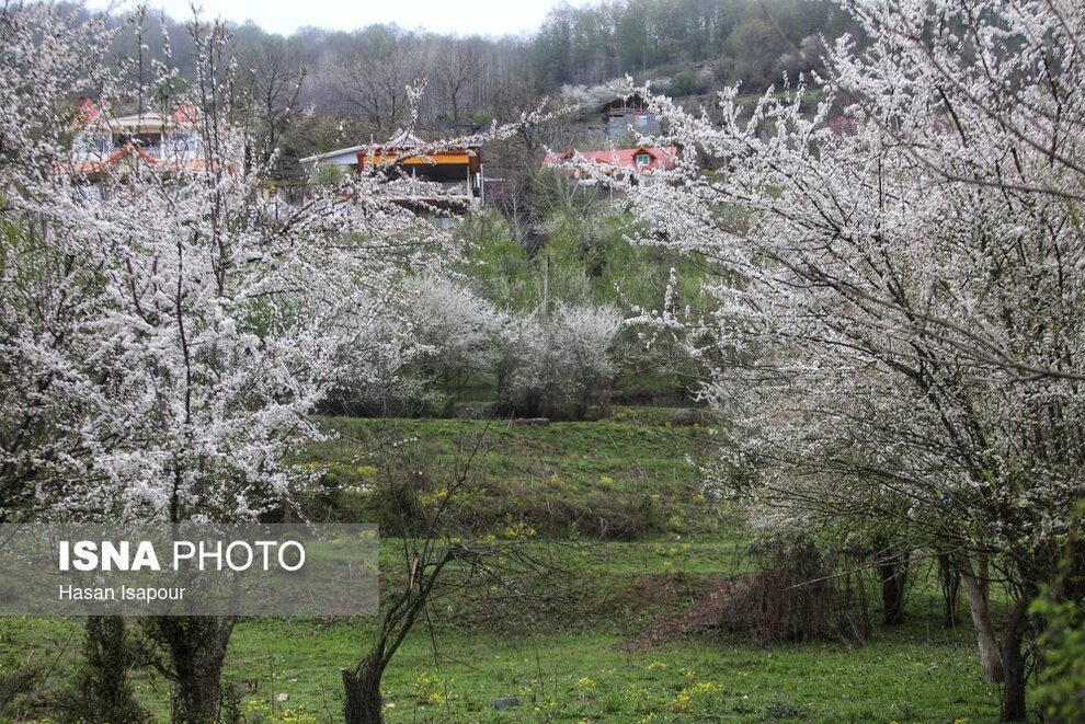 زیبایی شکوفه‌های بهاری در سوادکوه