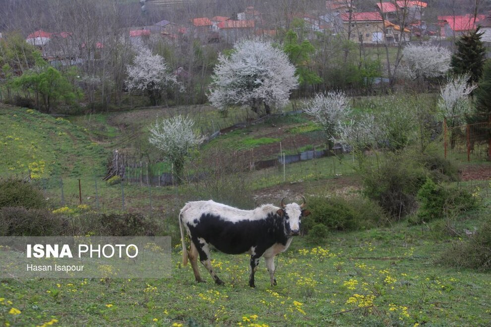 زیبایی شکوفه‌های بهاری در سوادکوه