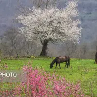 شکوفه‌های بهاری در سوادکوه