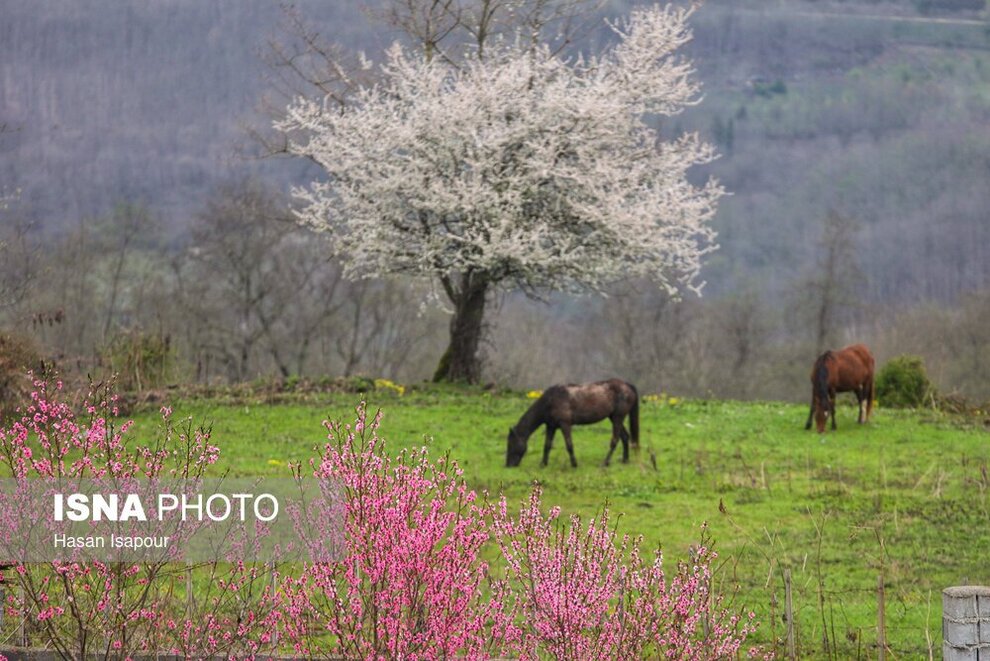 زیبایی شکوفه‌های بهاری در سوادکوه