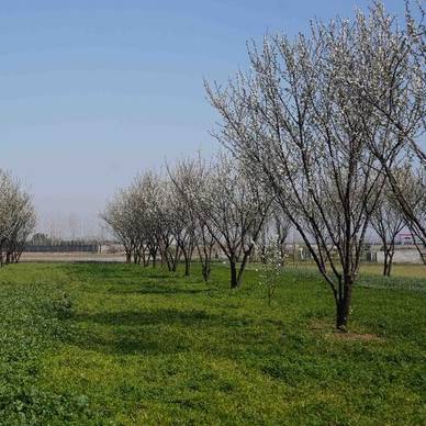 احتمال سرمازدگی باغات چهارمحال و بختیاری طی روزهای آتی