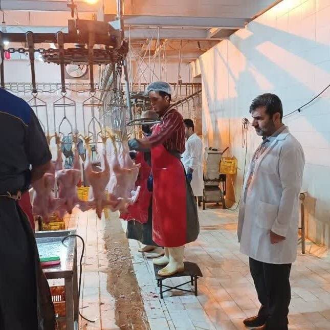 فعالیت کشتارگاه مرغ مانشت از سر گرفته شد