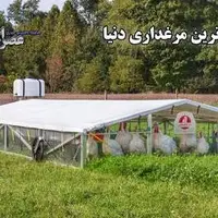 جالب ترین مرغداری دنیا در آمریکا