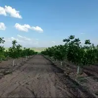 باغداران از خرید نهال‌های بدون لیبل و شناسنامه بپرهیزند