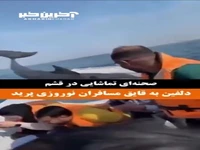 ویدئویی از لحظه پریدن دلفین به قایق مسافران نوروزی در قشم