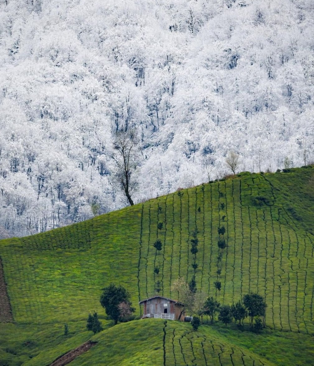 نمایی از طبیعت سحرانگیز گیلان