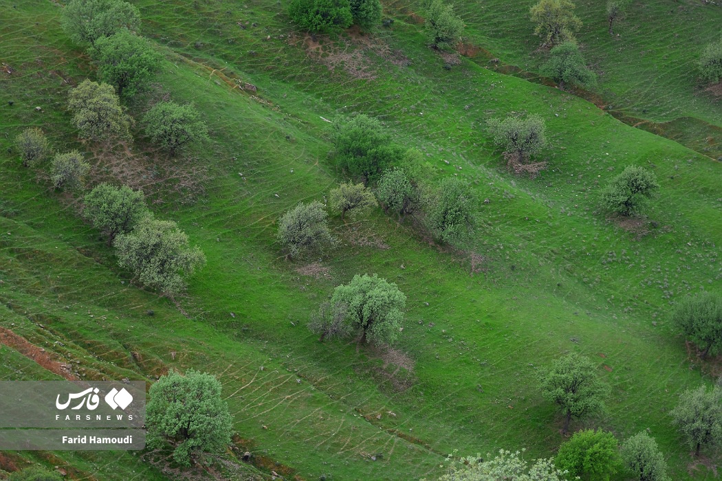 بهار در زاراس؛ طبیعتی بکر در شمال خوزستان
