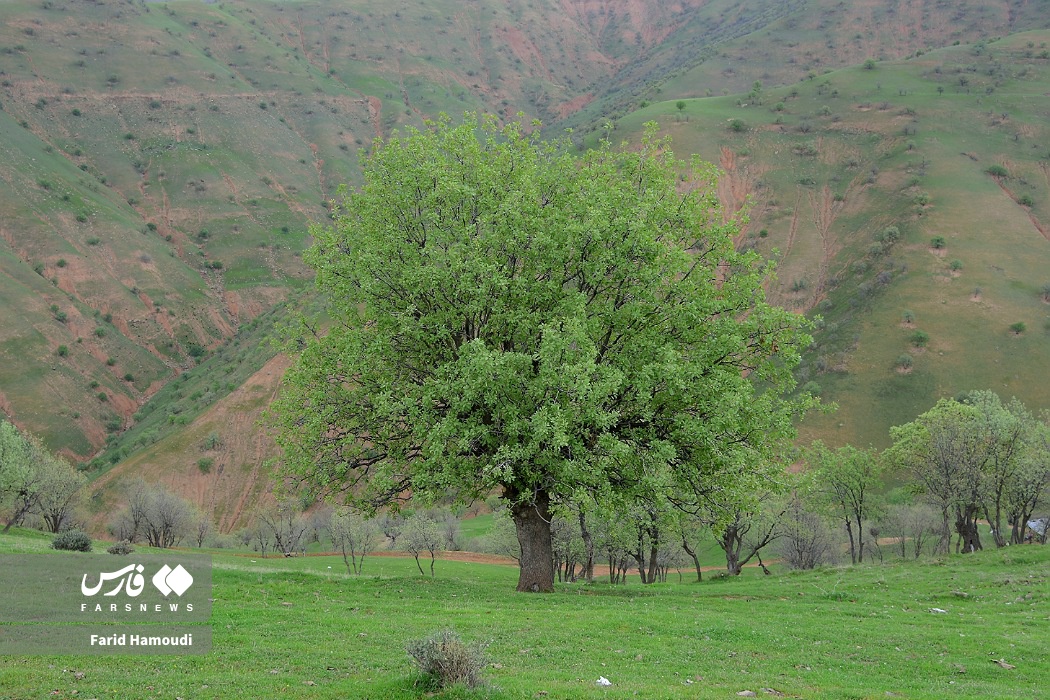 بهار در زاراس؛ طبیعتی بکر در شمال خوزستان