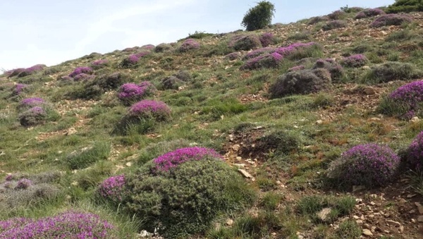 بهرهبرداری غیرمجاز از مراتع مازندران ممنوع شد