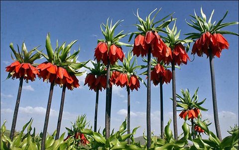 ورود گردشگران به دشت لاله واژگون شهرستان کوهرنگ ممنوع است