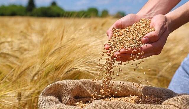 آغاز خرید تضمینی در سیستان و بلوچستان