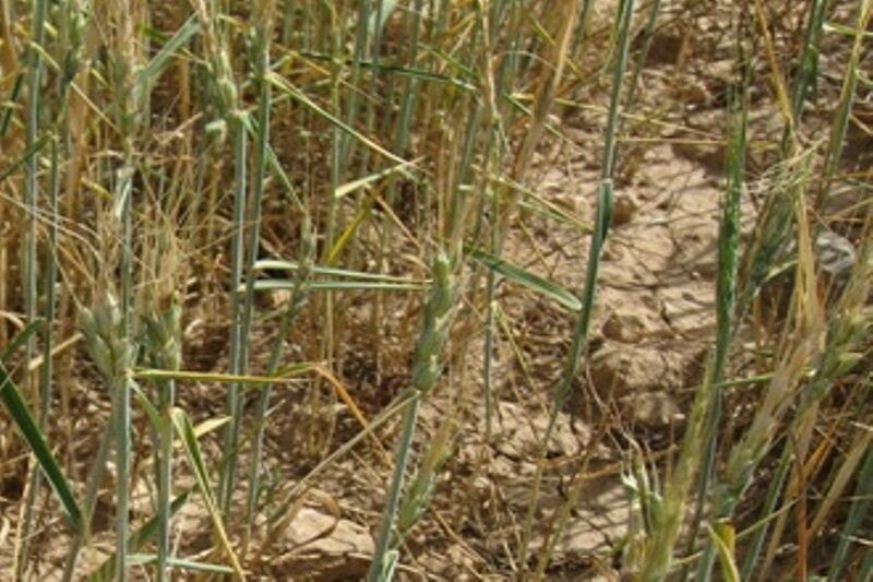 سایه سنگین خشکسالی بر مزارع کهگیلویه و بویراحمد