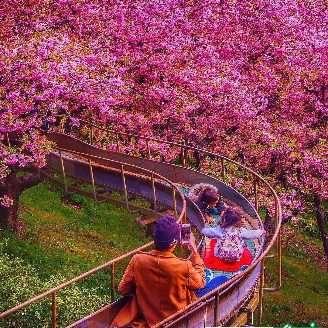 تصاویری دیدنی از طبیعت رویایی ژاپن