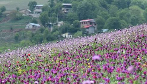 کشت گیاهان دارویی در سطح ۲ هزار هکتار سهمیه خراسان شمالی برای امسال