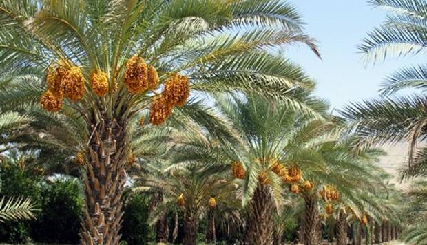 گردهافشانی درختان خرما در شهرستان شاهرود
