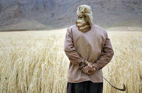 خرید ۲۰ هزار تن گندم در خوزستان