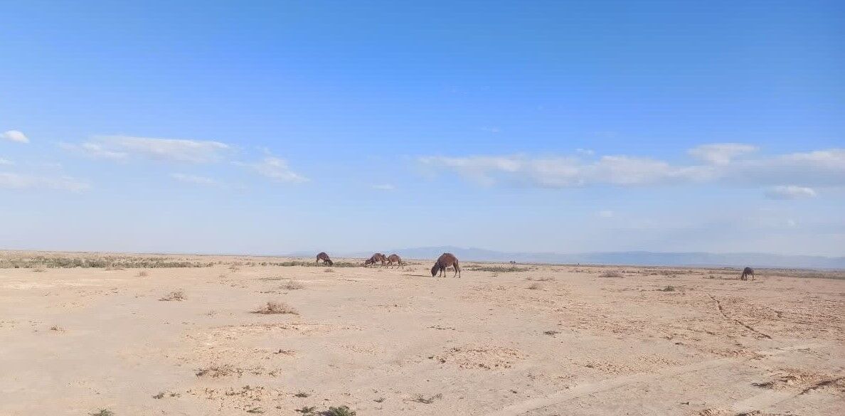 برخورد جدی دستگاه قضایی با چرای شتر در تالاب اللهآباد قزوین