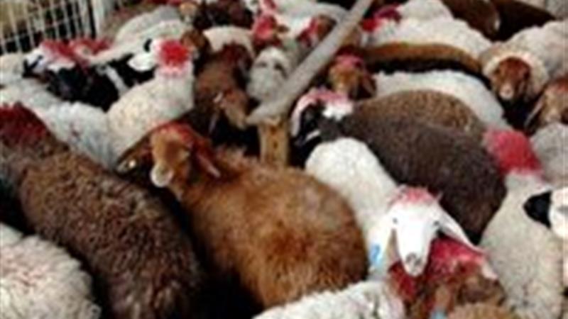 آغاز فاز دوم طرح همزمانسازی فحلی دام سبک در کرمانشاه
