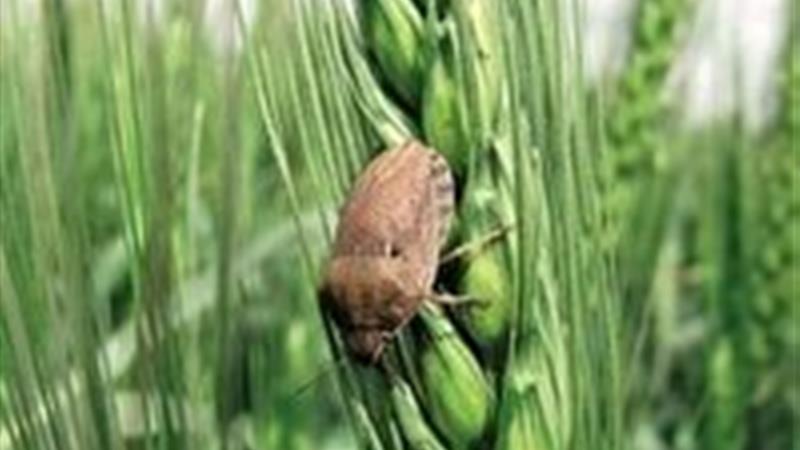 بازدیدهای مستمر از مزارع خراسان جنوبی برای پیشگیری از شیوع آفت سن گندم