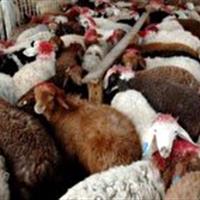 آغازفاز دوم طرح هم‌زمان‌سازی فحلی دام سبک در کرمانشاه