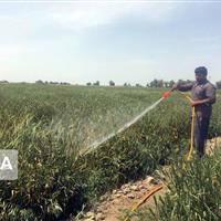ضرورت سمپاشی مزارع گلستان پس از بارندگی‌های بهاری