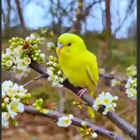 پرنده ای زیبا در میان شکوفه های بهاری