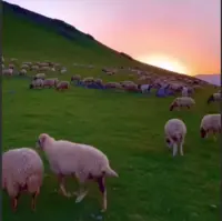 طبیعت بهاری تالش زیبا