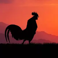 گوناگون/ چرا خروس‌ها در سپیده دم بانگ سر می‌دهند؟
