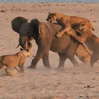 حمله شیرها به فیل