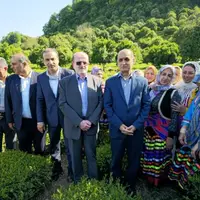 استاندار گیلان: بهزراعی باغات چای جدی گرفته شود