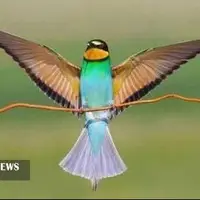 دستگیری عاملان مرگ پرندگان زنبورخوار در پلدختر