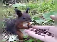 رفتار سنجاب خجالتی در برابر غذا
